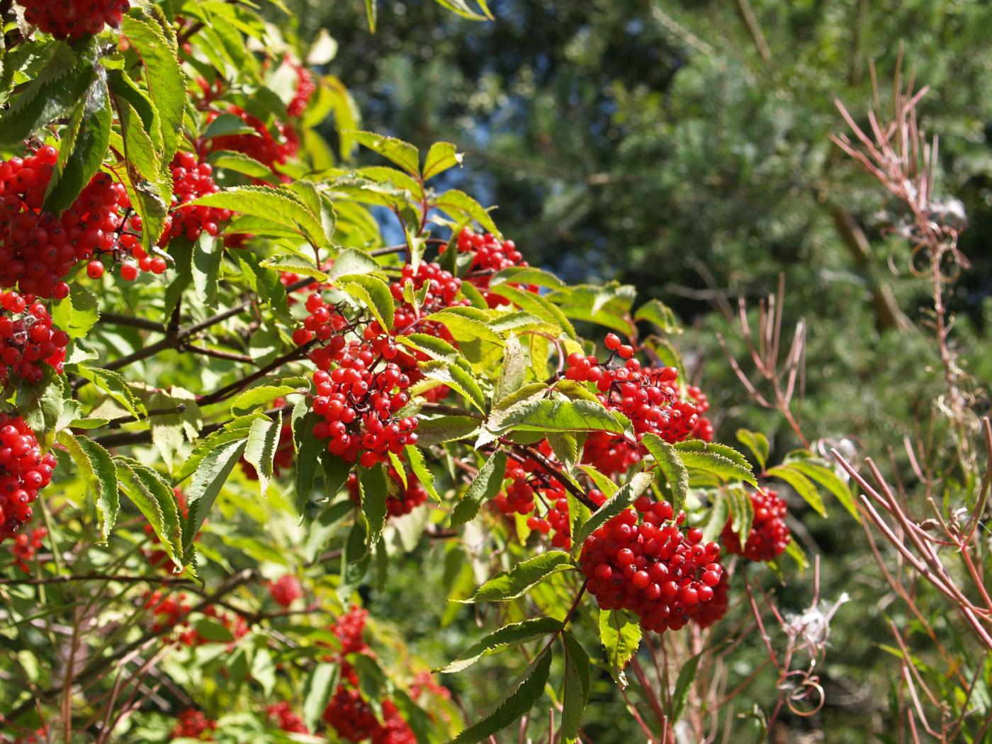 Elder, Red plant